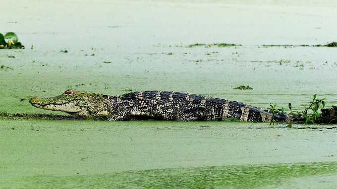 Alligator in a Bayou [Louisiana Slot Machine Casino Gambling]