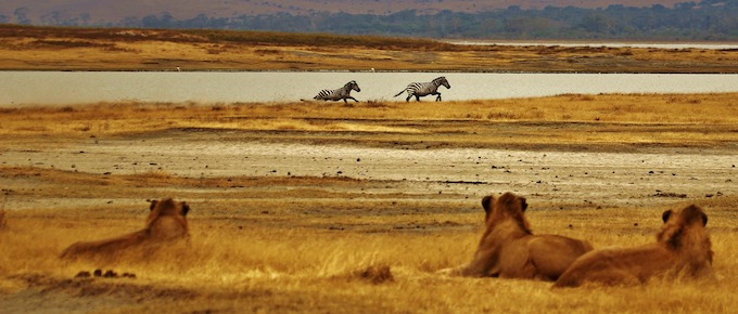 Lions watching for a zebra opportunity [Car]